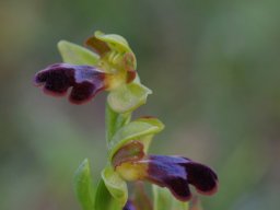 Ophrys_persephonae_Double_pont_du_Gaidouras